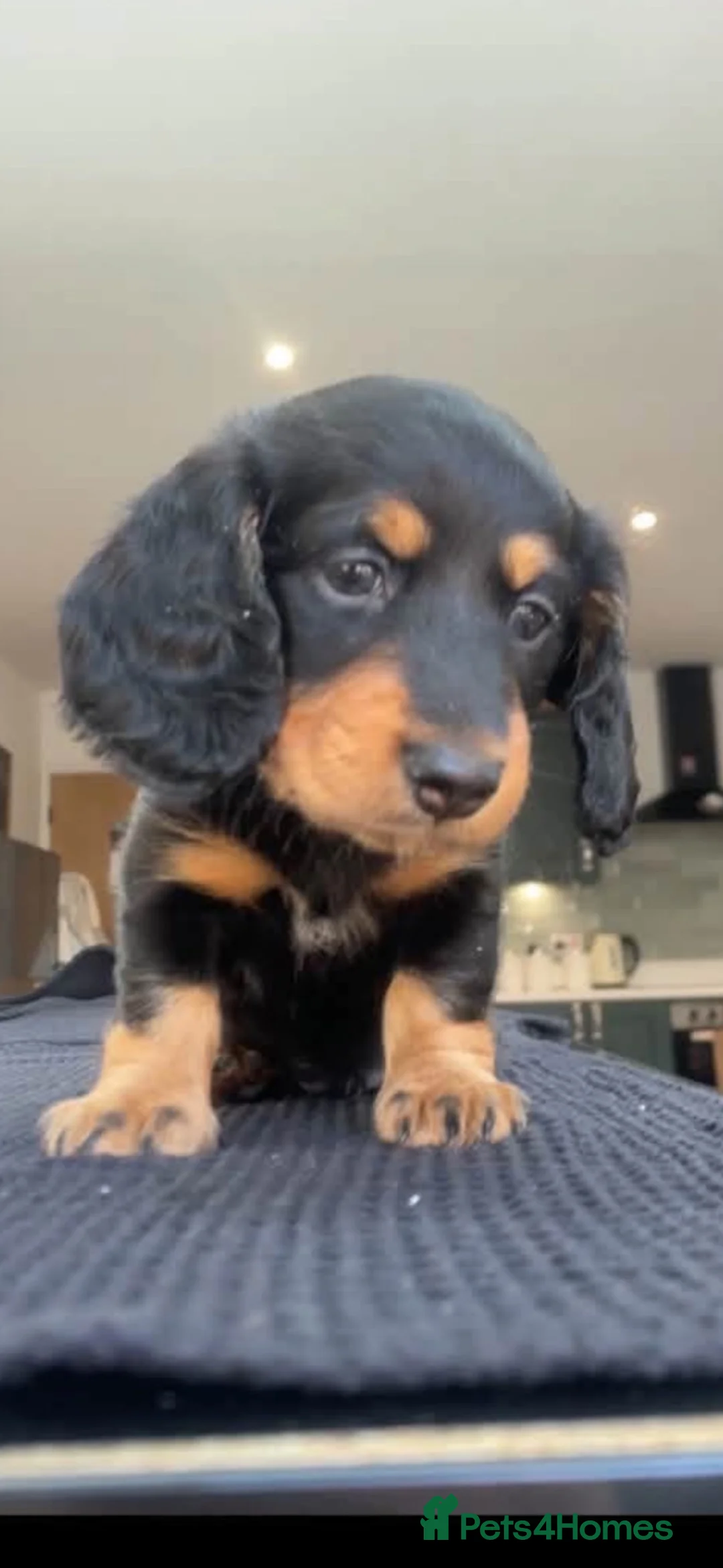 Miniature Dachshund dogs for sale: Miniature dachshund dapple - Advert 1