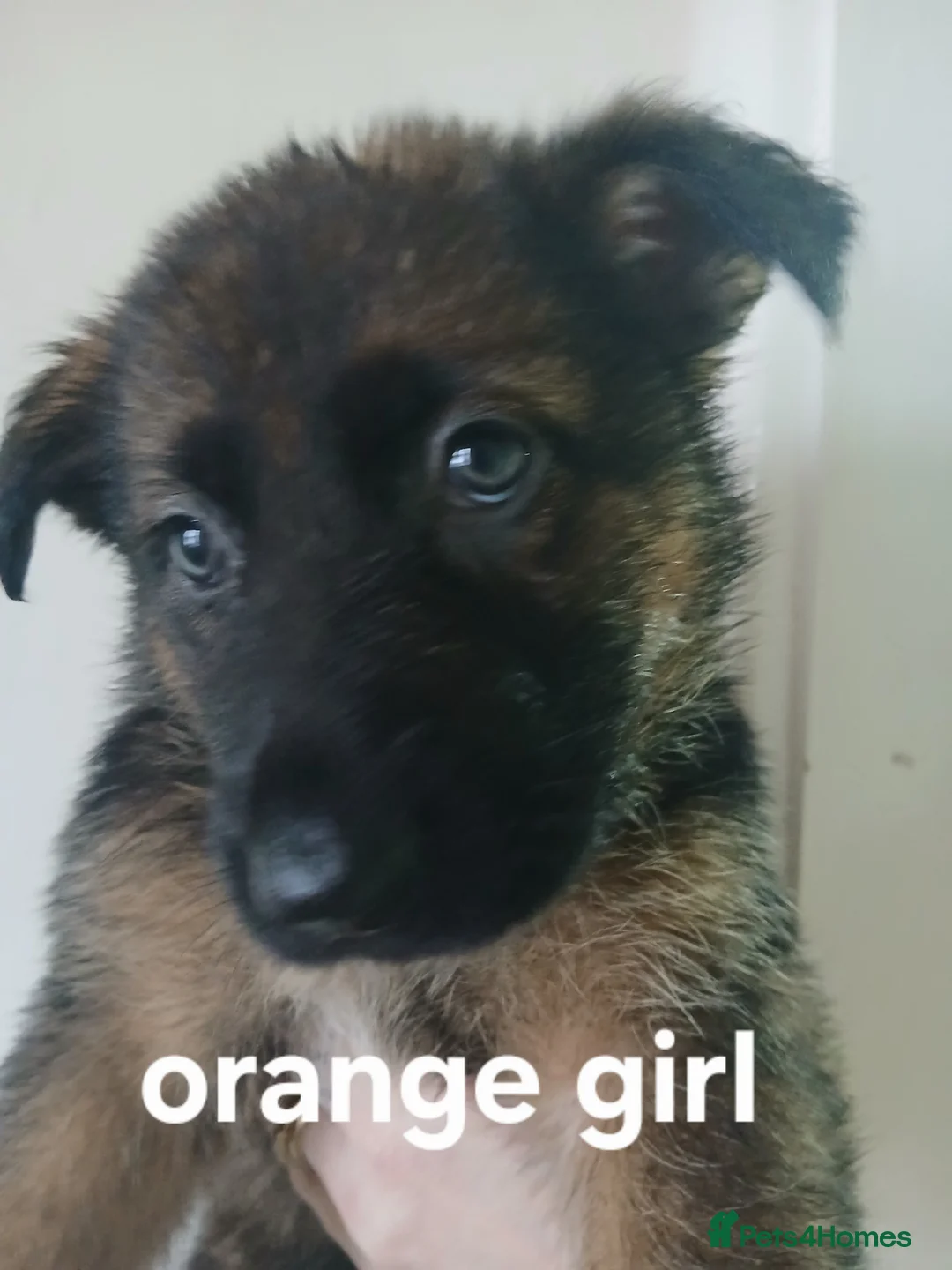 German Shepherd dogs for sale: German shepherd pups x9 - Advert 6