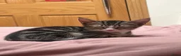 Mixed Breed cats for sale: Female tabby kitten  - Advert 2