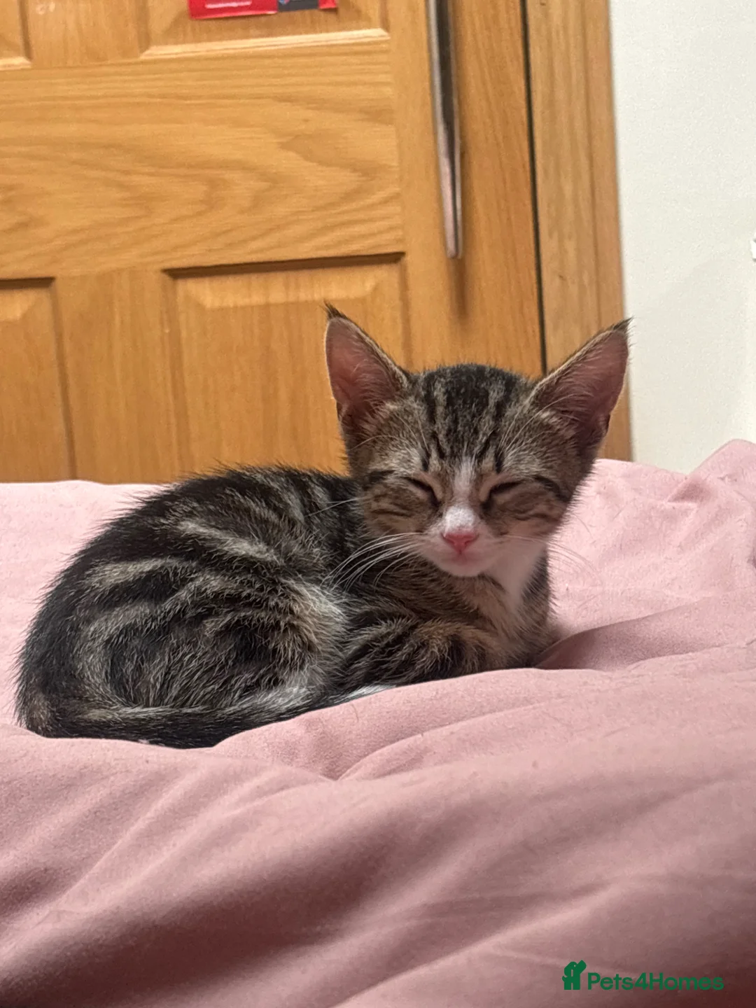 Mixed Breed cats for sale: Female tabby kitten  - Advert 2