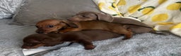 Dachshund dogs for sale: Gorgeous Isabella+tan little boy - Advert 29