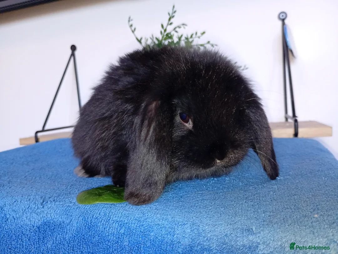 Mini Lop rabbits for sale: Beautiful Female mini lops  - Advert 1