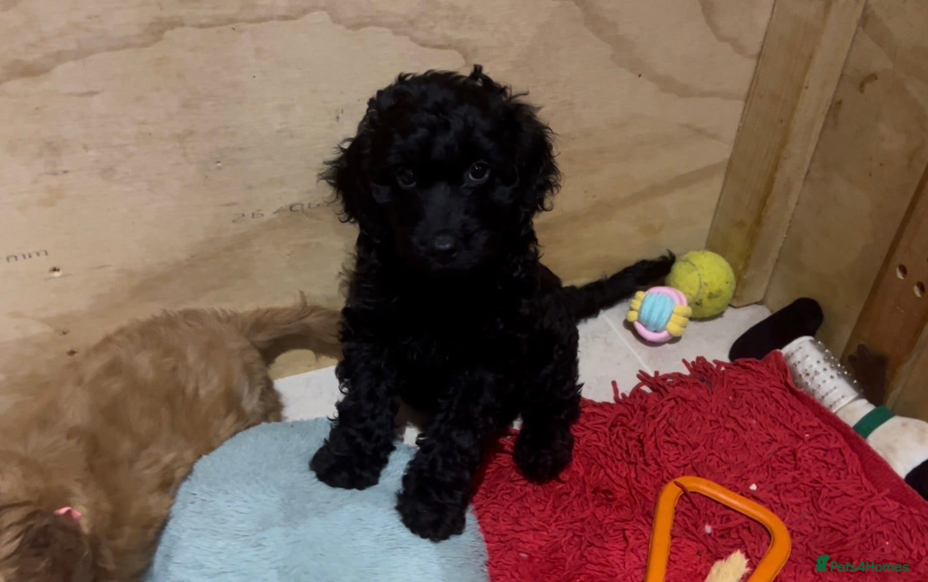 Cockapoo dogs 1 girl Miniature cockapoo puppy left for sale - Advert 4