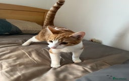 Mixed Breed cats for sale: 2 mixed breed kittens - Price: £30 - Image 3
