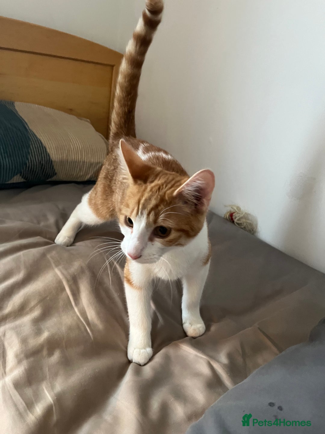 Mixed Breed cats for sale: 2 mixed breed kittens - Price: £30 - Image 3