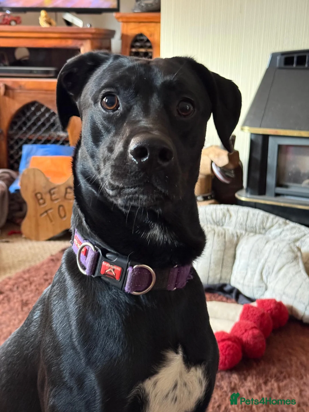 Mixed Breed dogs for sale: Labrador/Dalamtion Cross - Advert 1
