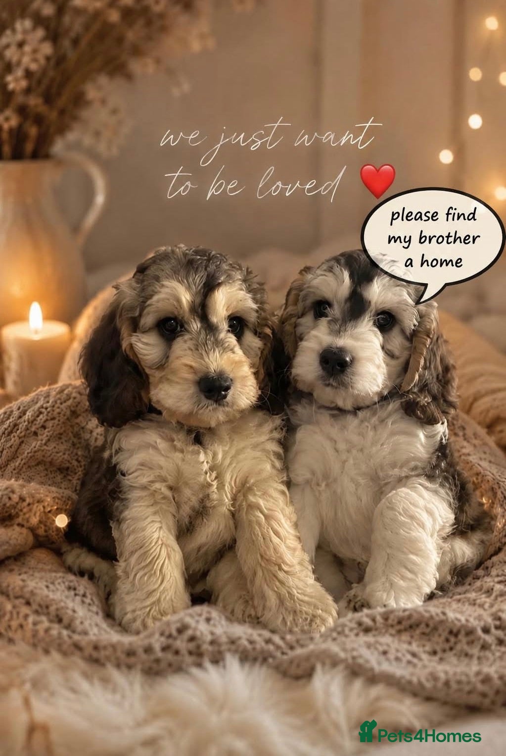 Cockapoo dogs READY TO LEAVE. One f1 cockapoo boy left.😍 - Advert 16