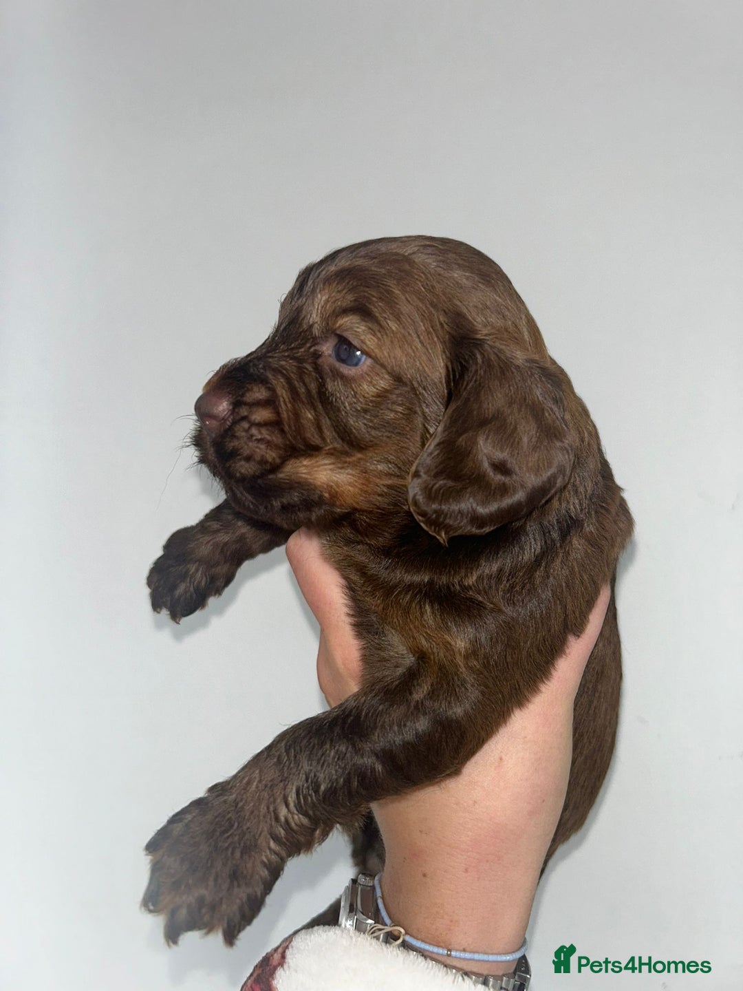 Cockapoo dogs for sale: Beautiful cockerpoo puppies  - Image 14