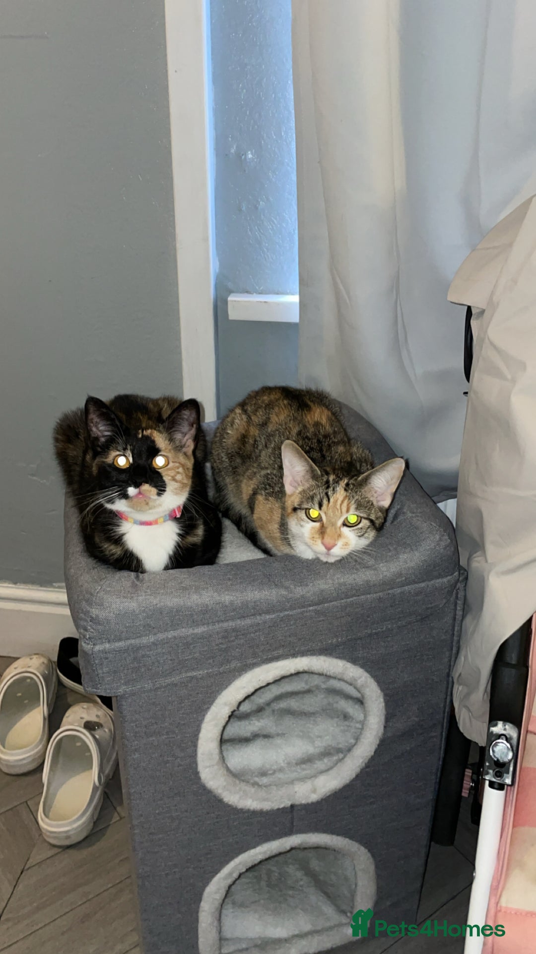 Domestic Shorthair cats for sale: 1 year old sisters  - Advert 1