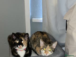 Domestic Shorthair cats 1 year old sisters - Advert 3