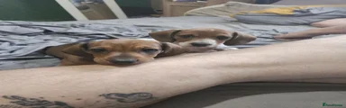 Chiweenie 2 - Ruby