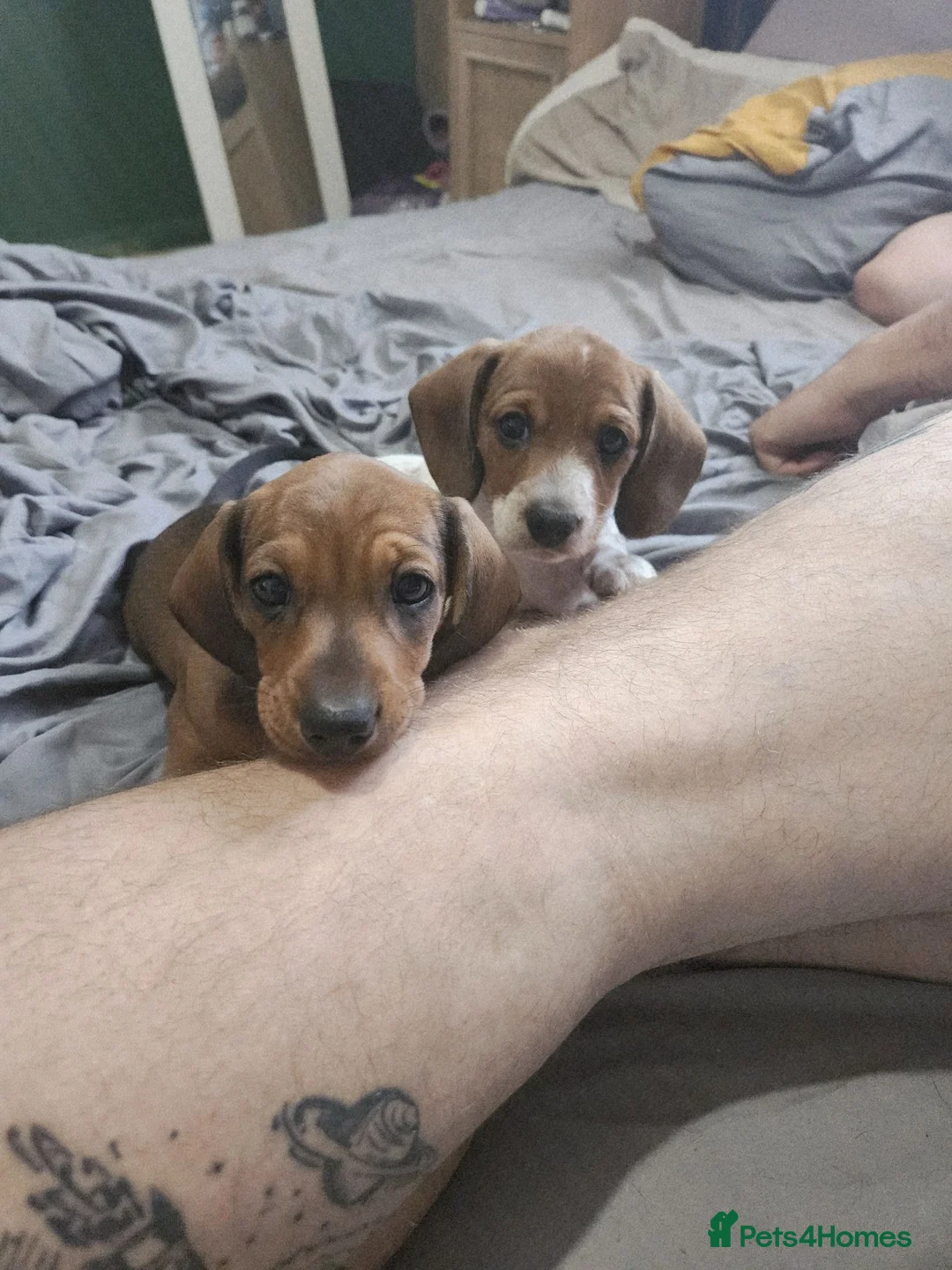 Chiweenie dogs for sale: Chiweenie Pups - Advert 2