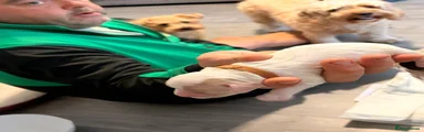 Cockapoo 2