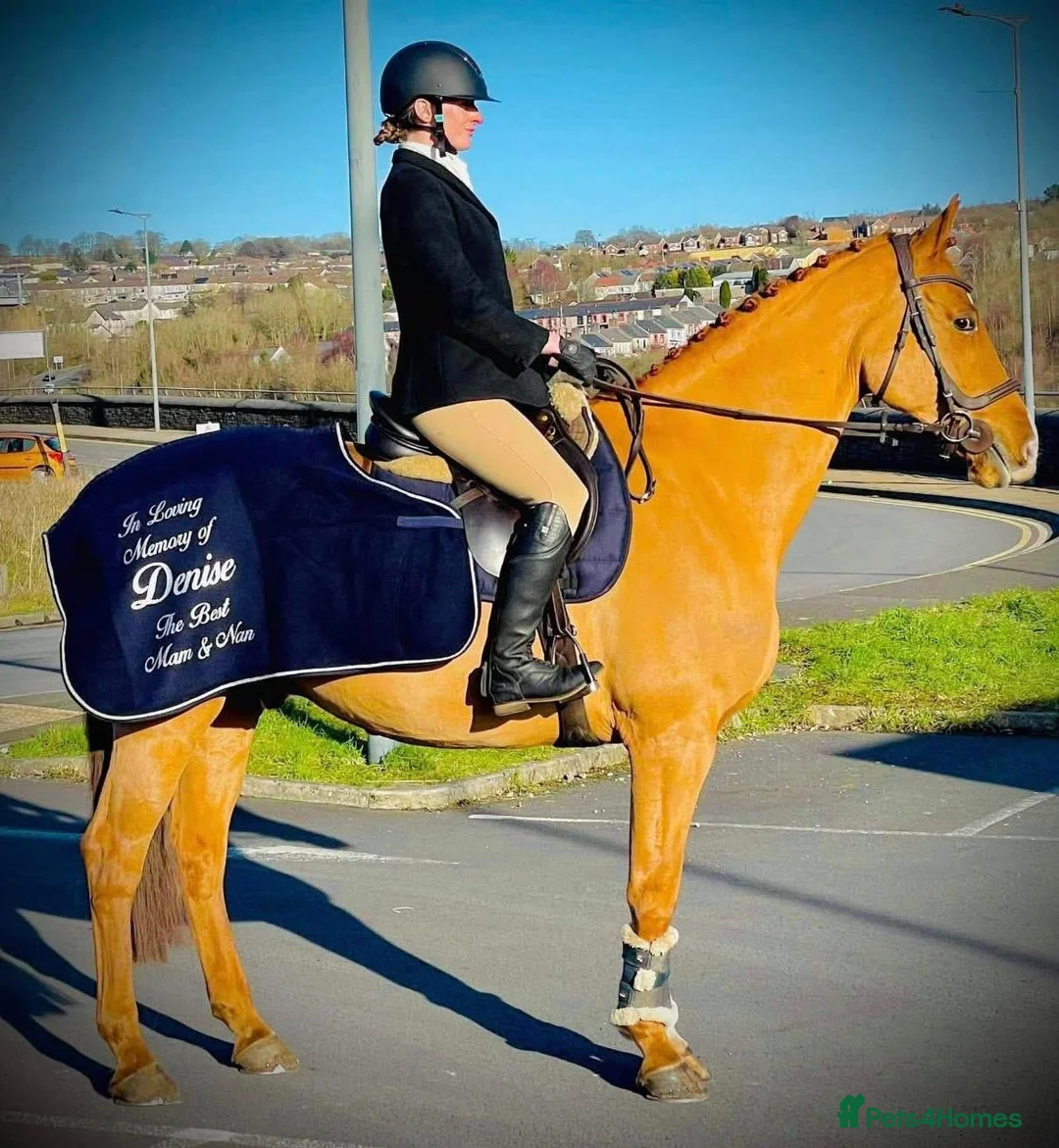 KWPN horses for sale: Floris - A true all round sweet heart  - Advert 2