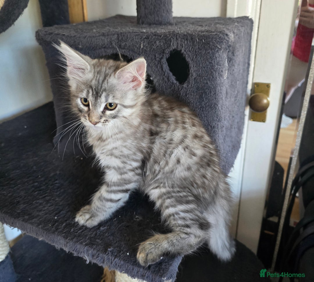 Maine Coon cats for sale: Maine coon kittens  - Image 7