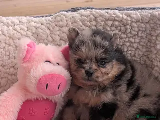 Pomeranian dogs Stunning little Pom pups - Advert 1