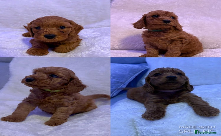 Cavapoo dogs - Advert 3