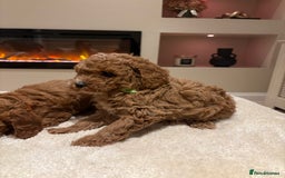 Cavapoo dogs for sale: Outstanding F1B Cavapoo puppies - Image 11