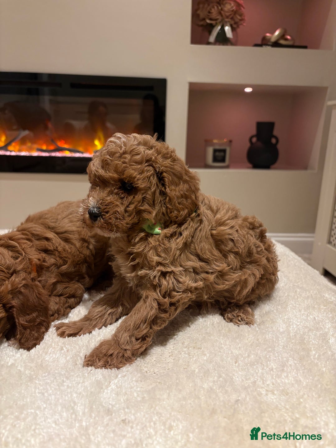 Cavapoo dogs for sale: Outstanding F1B Cavapoo puppies - Image 11