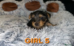 Yorkshire Terrier dogs for sale: 💕🐾Adorable PEDIGREE YORKSHIRE TERRIER Pups🐾💕  - Image 13