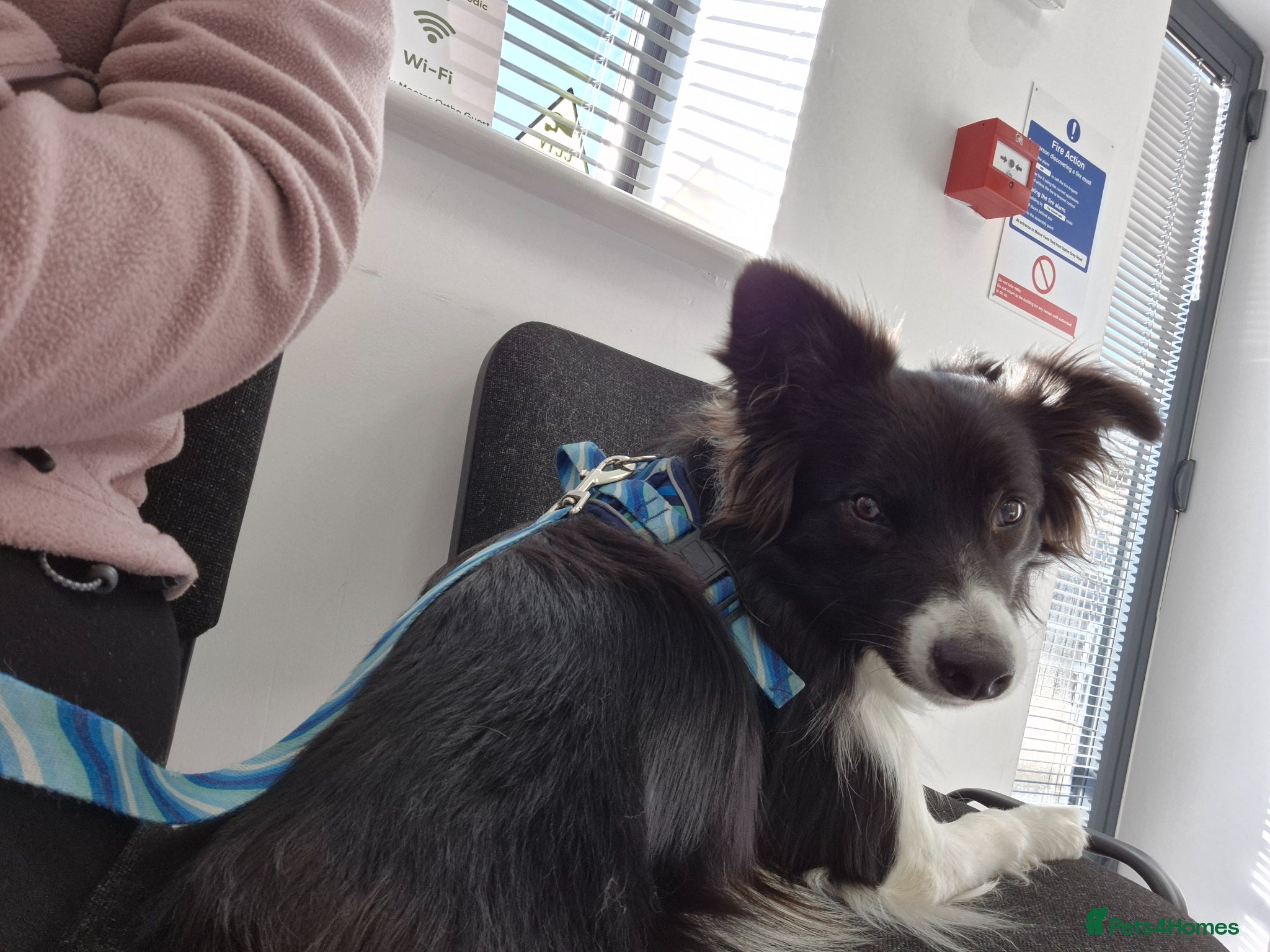 Border Collie dogs Lovely border collie looking for a special home - Advert 2