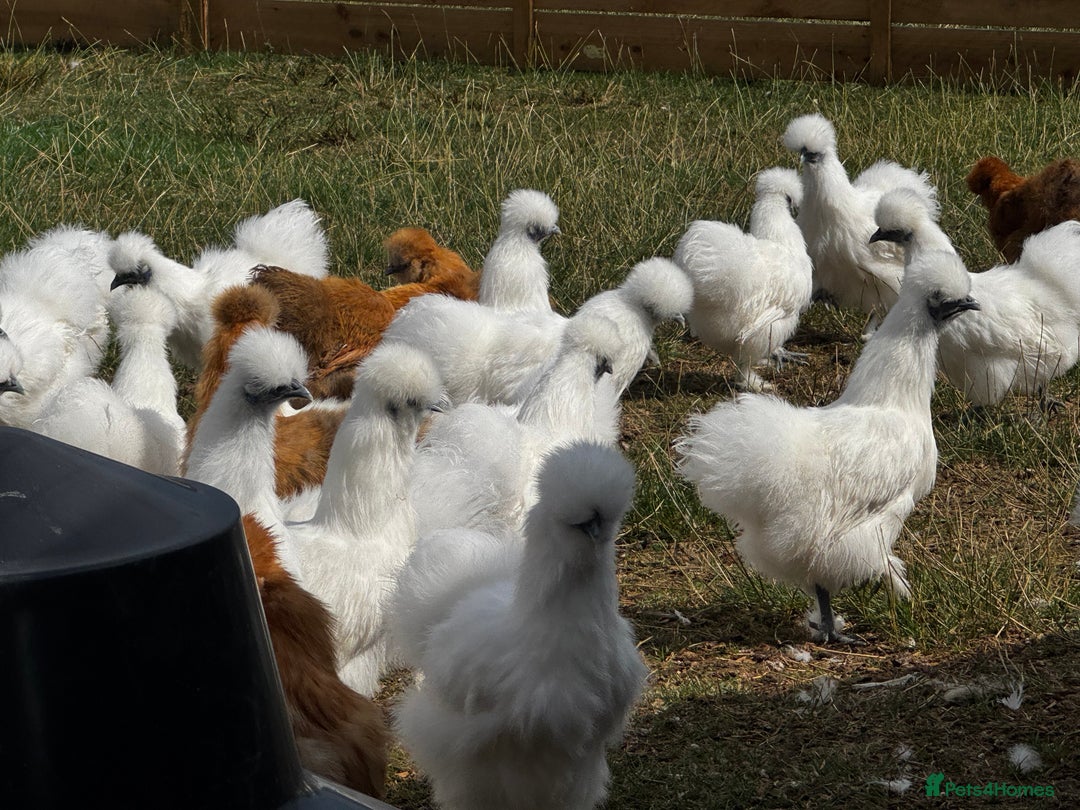 Chickens poultry for sale: Silkie Bantams  - Image 2