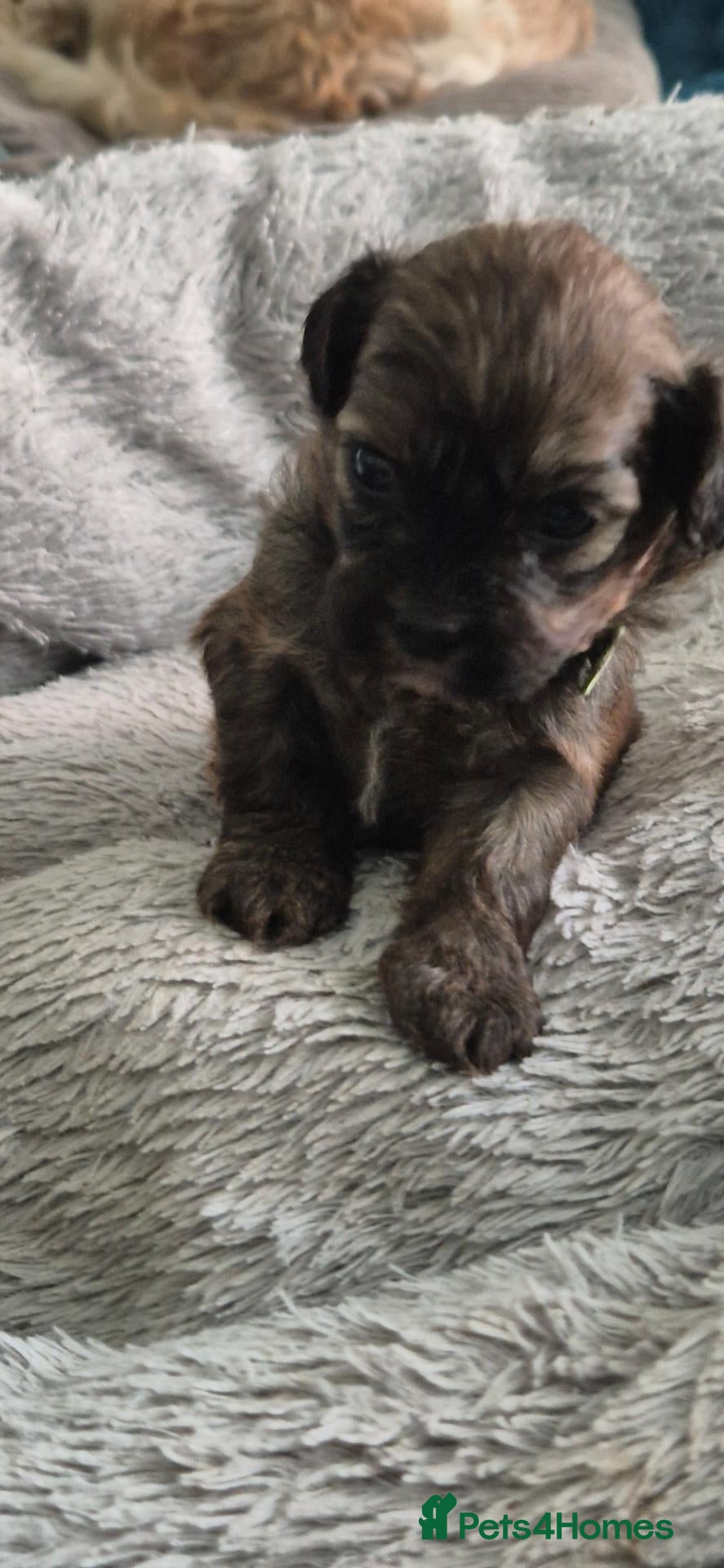 Shihpoo dogs I have 5 shihpoo.pups 2 boys 3 girls  - Advert 3