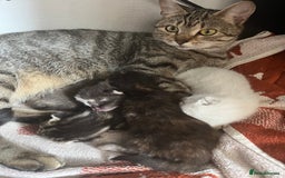 Domestic Shorthair cats for sale: Adorable kittens looking for their forever home  - Image 11