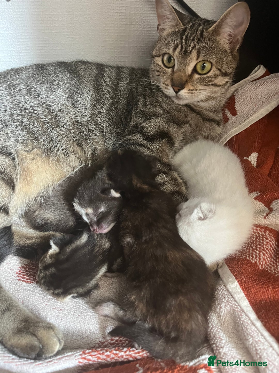 Domestic Shorthair cats for sale: Adorable kittens looking for their forever home  - Image 11