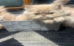 Persian cats for sale: Pedigree Persian Kittens ready to be rehomed - Image 12