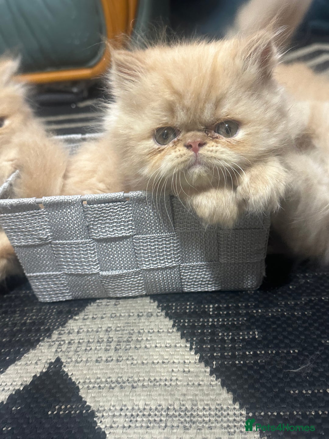 Persian cats for sale: Pedigree Persian Kittens ready to be rehomed - Image 12