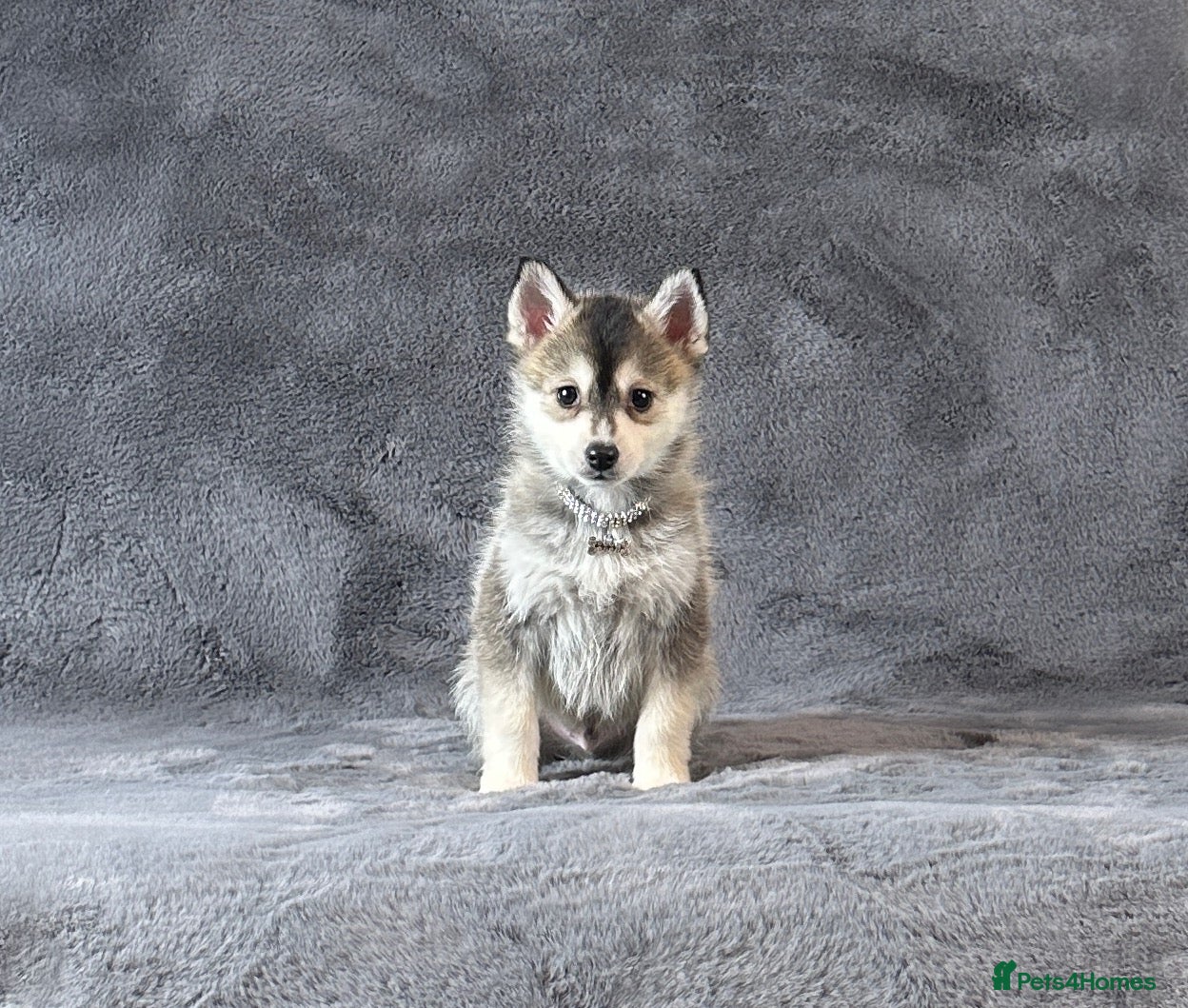 Pomsky dogs (Loki) small (f3) wolf grey male Pomsky puppy - Advert 2