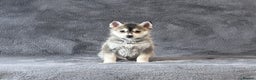 Pomsky dogs for sale: (Loki) small (f3) wolf grey male Pomsky puppy - Advert 3