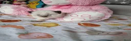 Ragdoll cats for sale: Beautiful Ragdoll Type kittens HCM and PKD free  - Advert 1