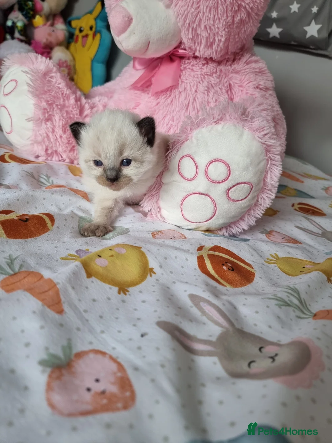 Ragdoll cats for sale: Beautiful Ragdoll Type kittens HCM and PKD free  - Advert 1