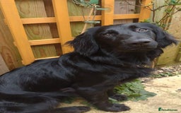 Mixed Breed dogs for sale: Cocker spaniel x German shepherd  - Image 1