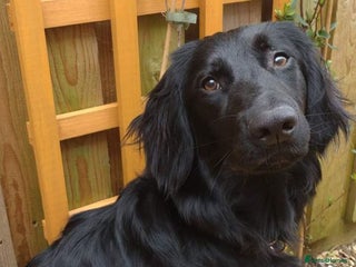 Mixed Breed dogs - Advert 16