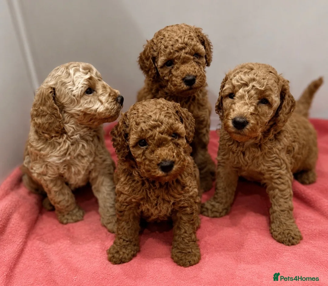Miniature Poodle dogs for sale: Beautiful Miniature Poodles - Advert 1