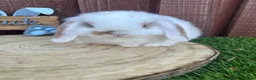 Mini Lop rabbits for sale: 🥰😍Stunning purebred mini lops ready to reserve  - Advert 7