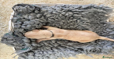 Goldador dogs - Advert 7