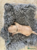 Goldador dogs - Advert 1