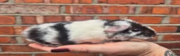 Guinea Pig rodents for sale: Various age piggies for sale - Advert 4