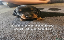 Dachshund dogs for sale: Dachshund Puppies for sale  - Image 8