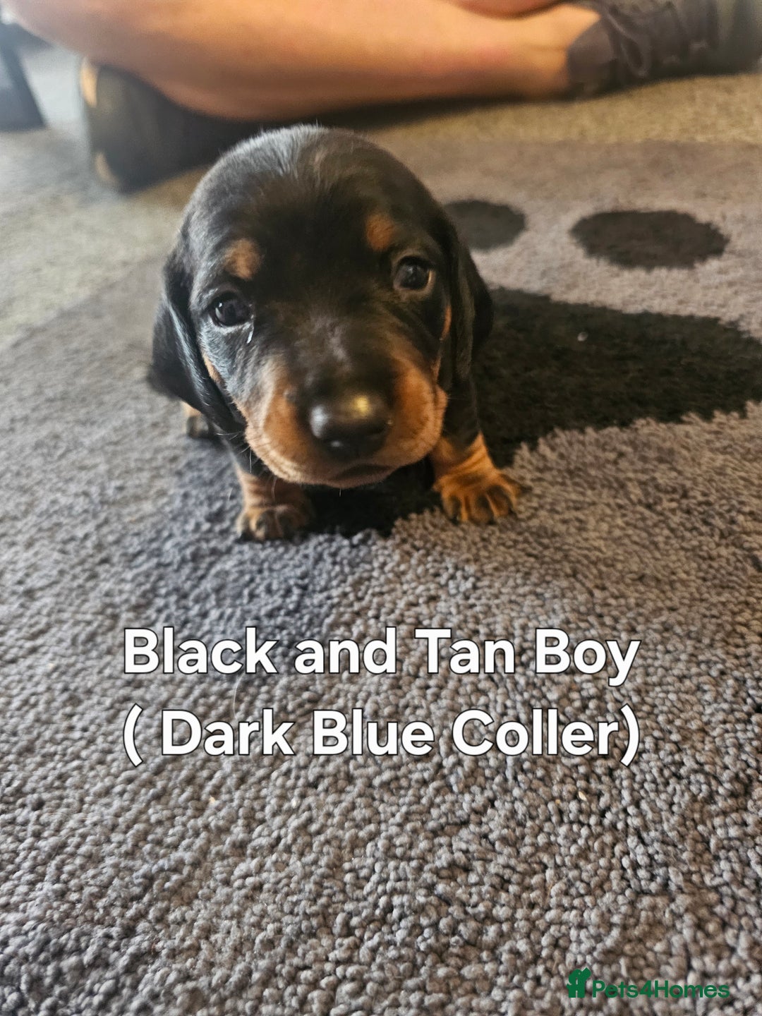 Dachshund dogs for sale: Dachshund Puppies for sale  - Image 8