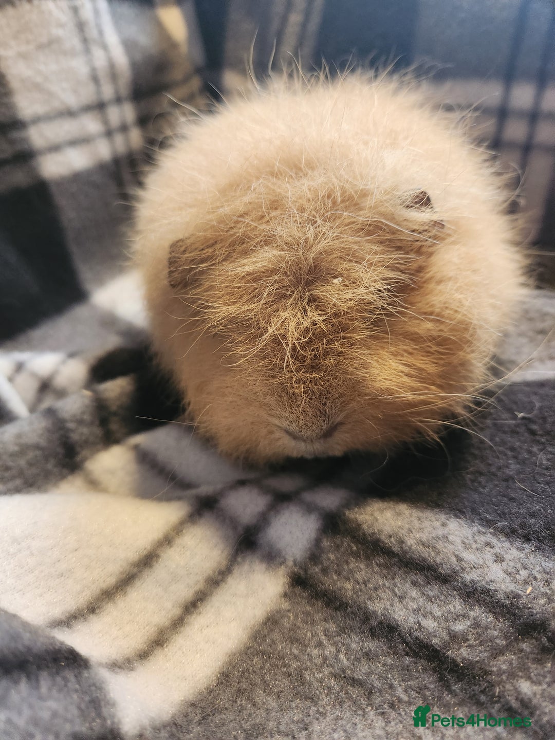 Guinea Pig rodents for sale: 2 male swiss guinea pigs - Advert 3