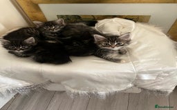 Domestic Shorthair cats for sale: 4 Kittens ready to find their forever home🐾 - Image 6