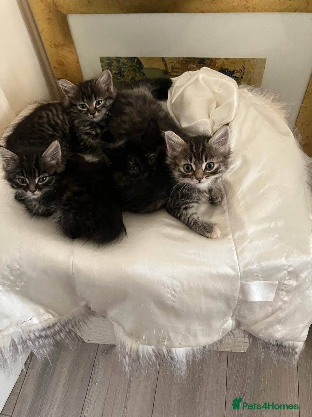 Domestic Shorthair cats for sale: 4 Kittens ready to find their forever home🐾 - Image 6