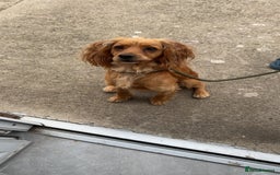 Cocker Spaniel dogs for sale: 2 year old male cocker spaniel  - Image 2