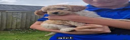 Cockapoo dogs for sale: Beautiful and friendly Cockapoo puppies - Advert 7