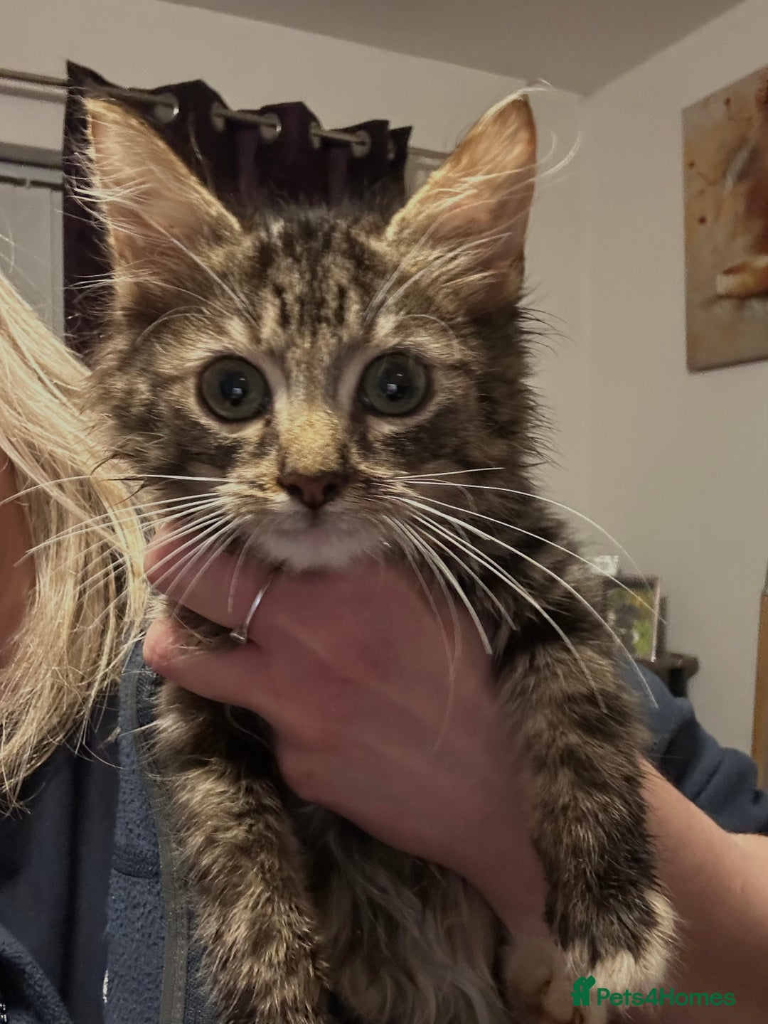 Mixed Breed cats for sale: 4 beautiful kitten for sale  - Advert 7